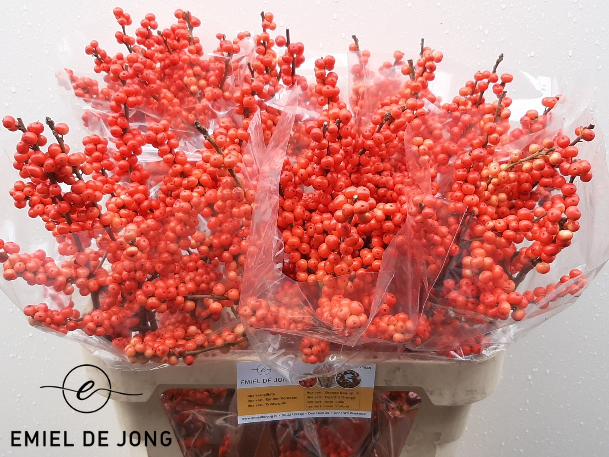 Ilex Oudijks Orange 80cm