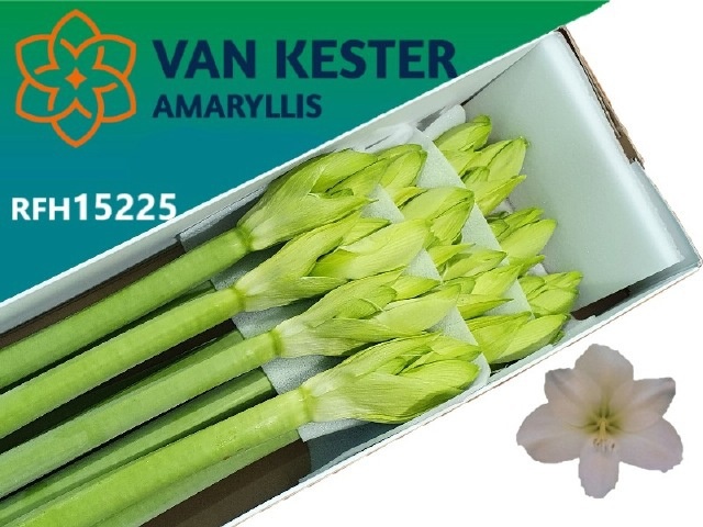Hippeastrum Casa Blanca 4bl