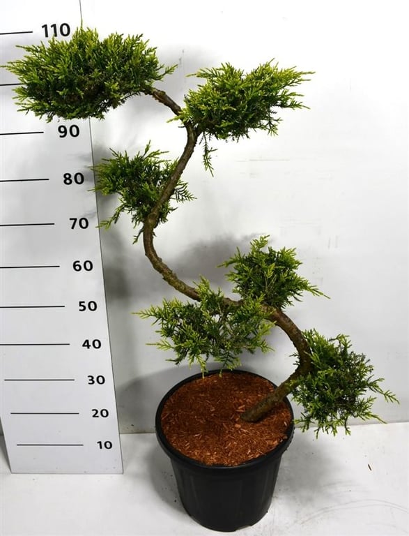 Picture of Juniperus pf. 'Pfitzeriana Aurea'