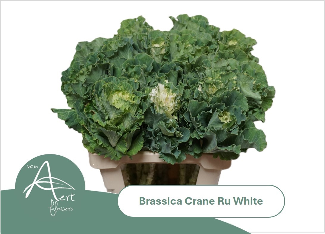 Brass Crane Ru White