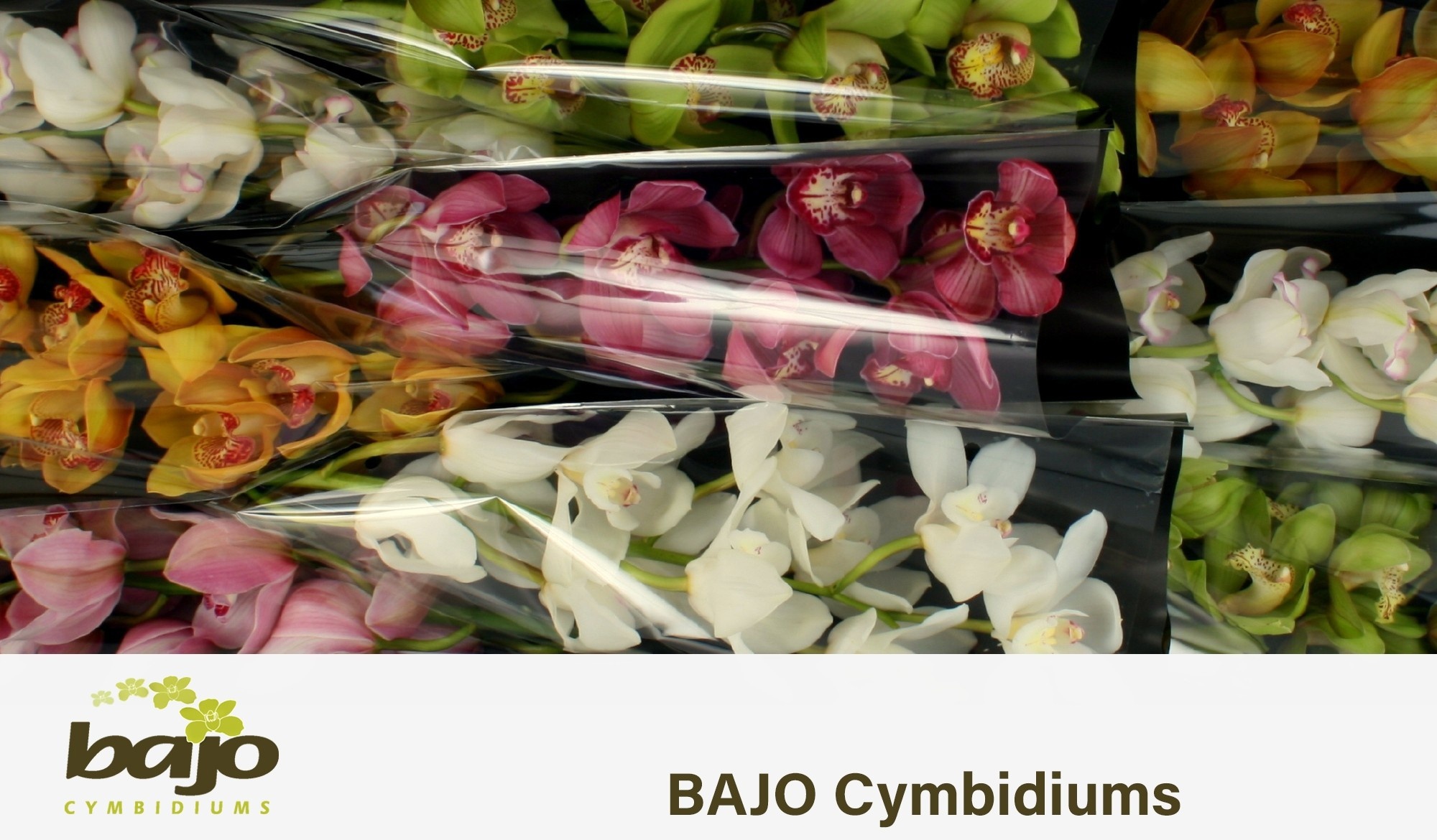 Cymbidium Asst 9bl