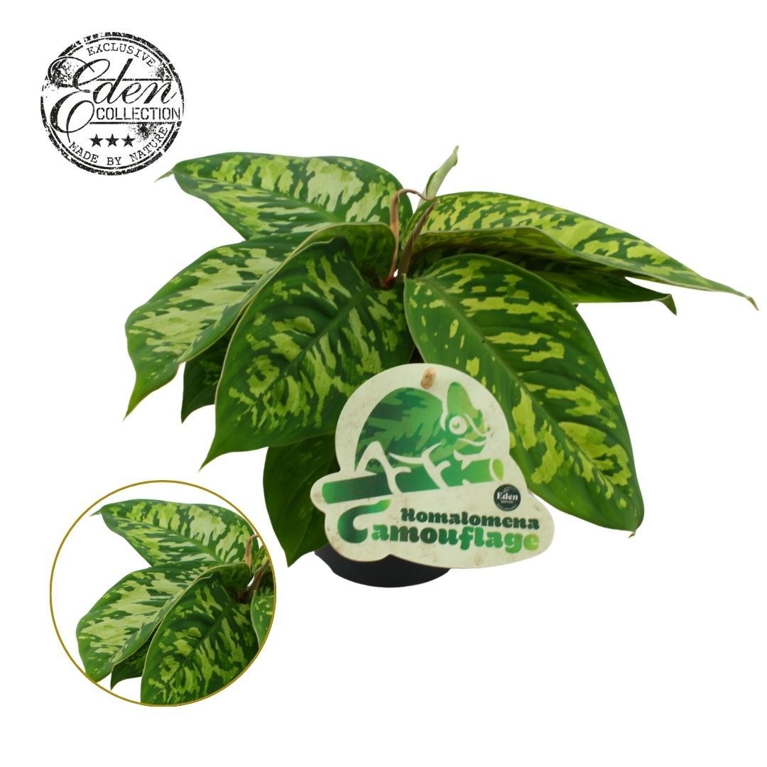 Homalomena wallisii 'Camouflage'