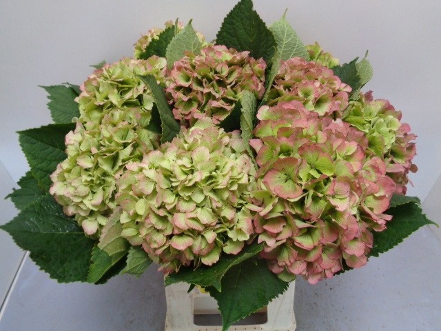 Hydrangea Verena Classic Pink 60cm 19Ø