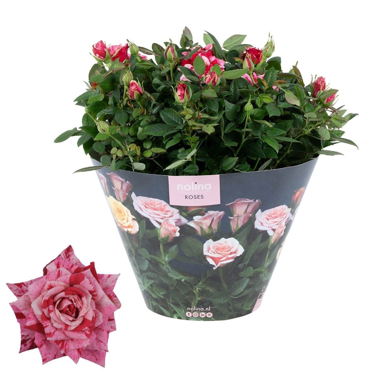 Nolina Roses | Excellent Bowl Special Ganna