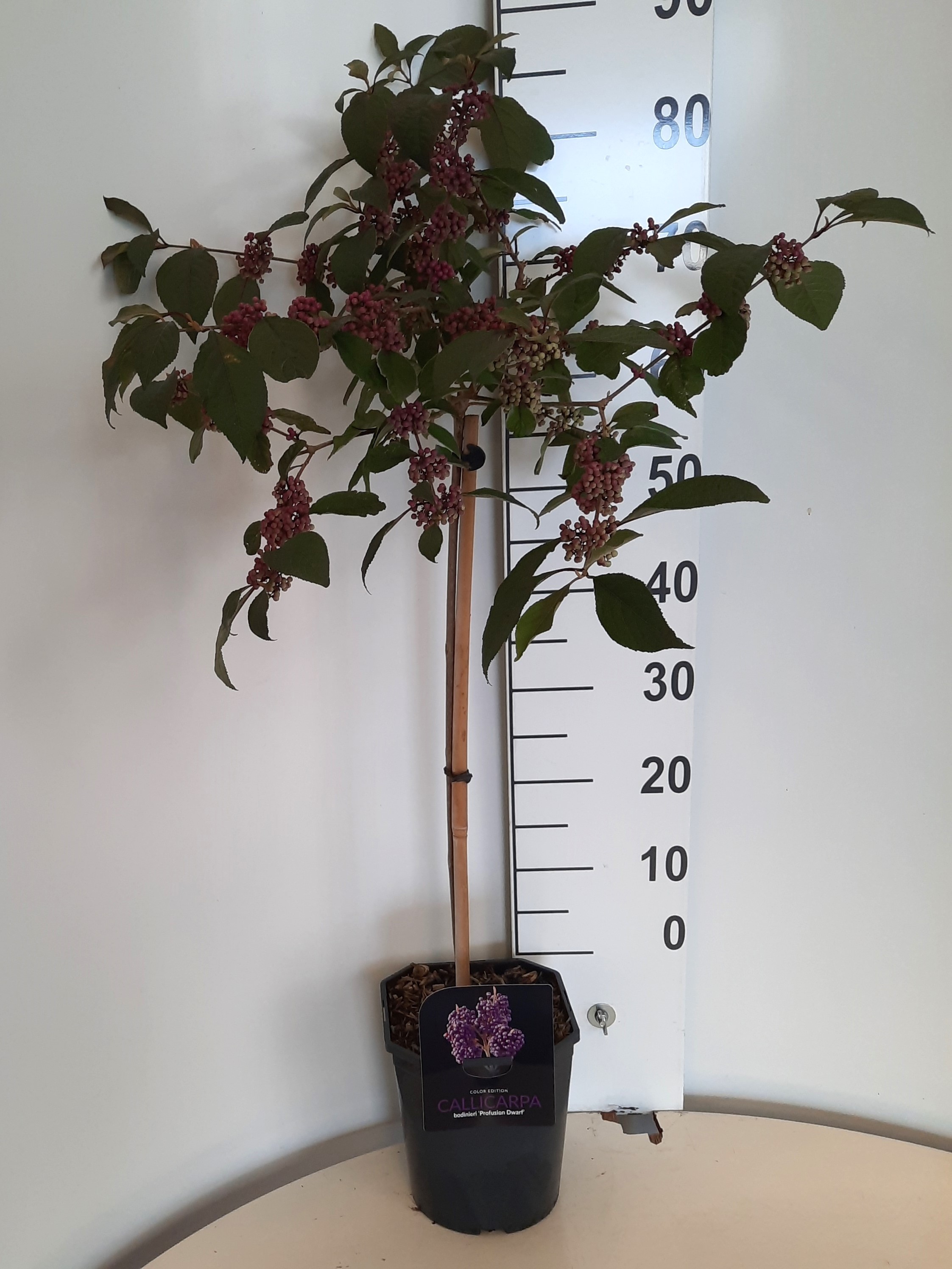 Picture of Callicarpa bodinieri Profusion P21 (4 Ltr) 50/STD