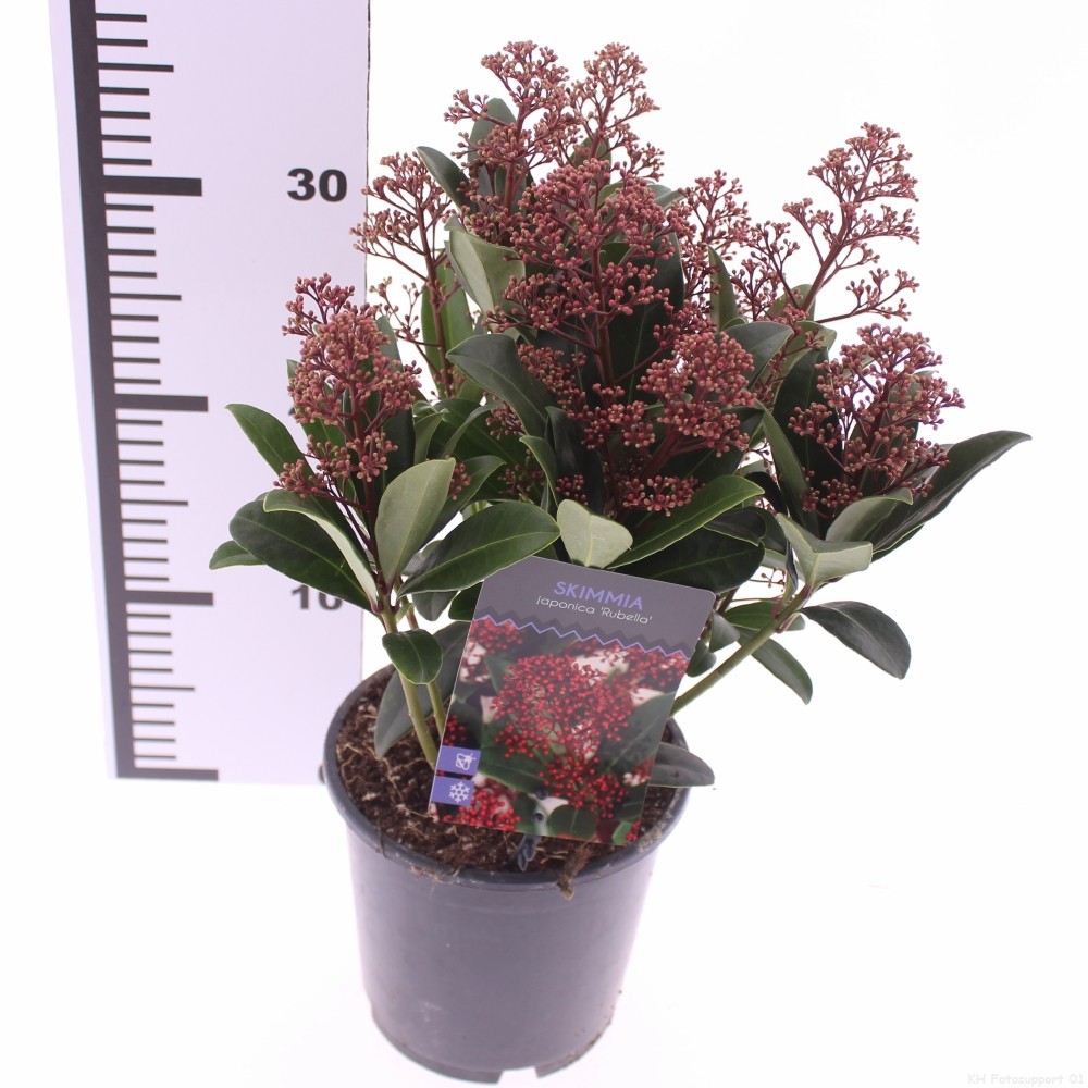 Picture of Skimmia jap. 'Rubella'