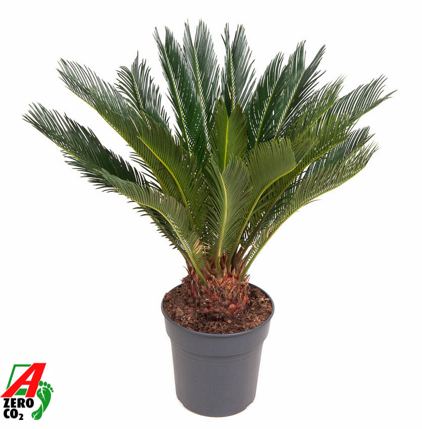 Picture of Cycas revoluta P24 80CM (LOOSE)