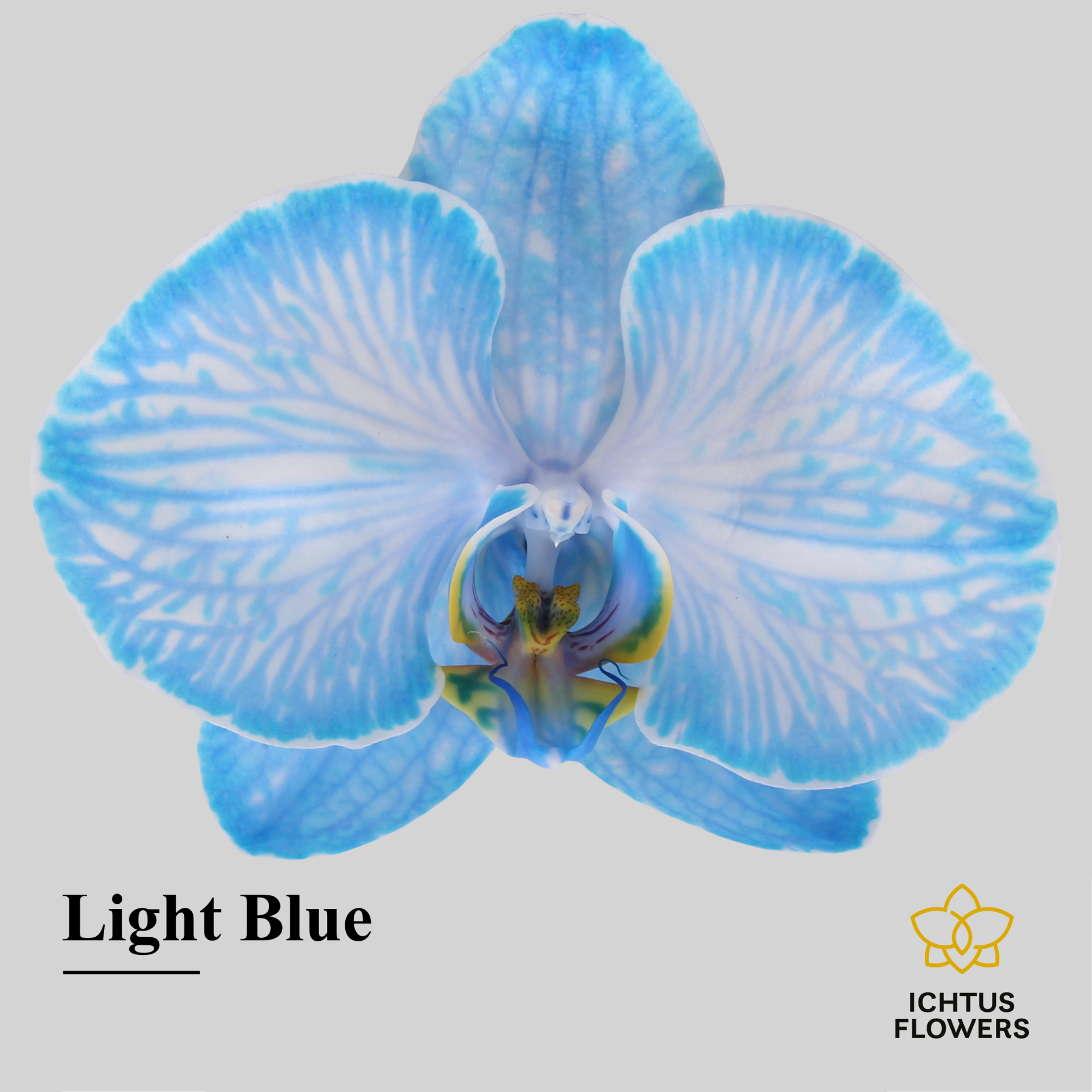 Phal Painted Light Blue Bloem 25 Bloemen