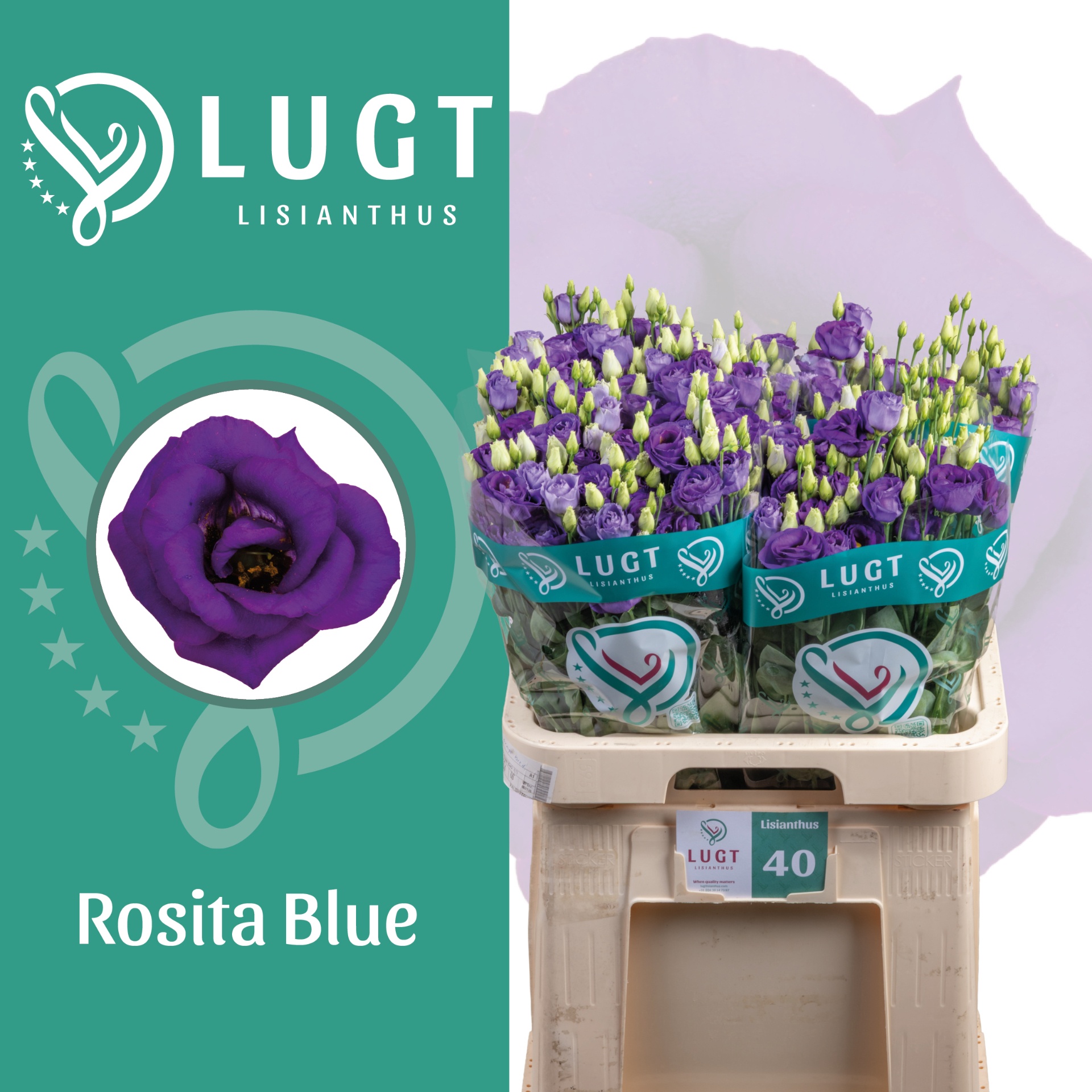 Eus G Rosi Blue 70L.cm 55+knop 23bloei