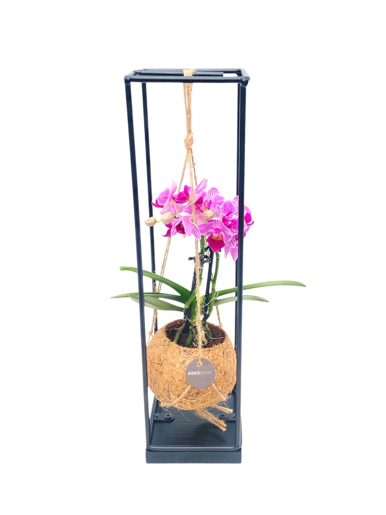 Arr Orchidee 9Ø 36cm