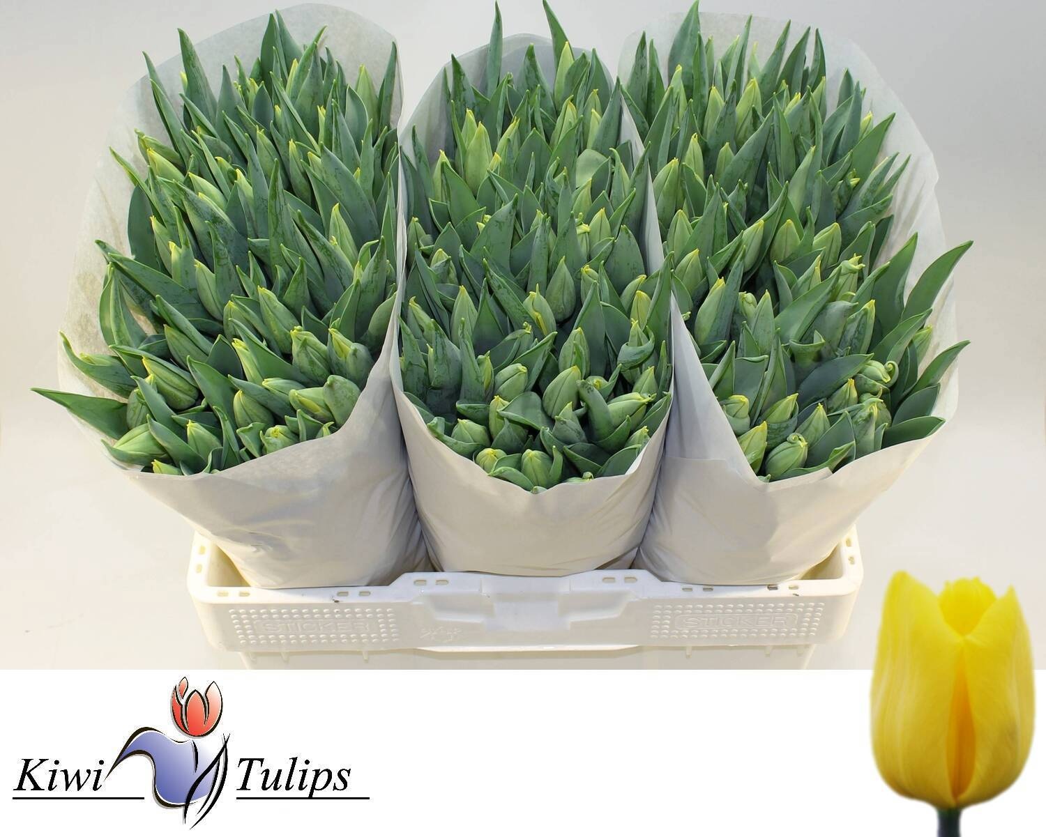 Tulipa Strong Gold 42cm 34gram