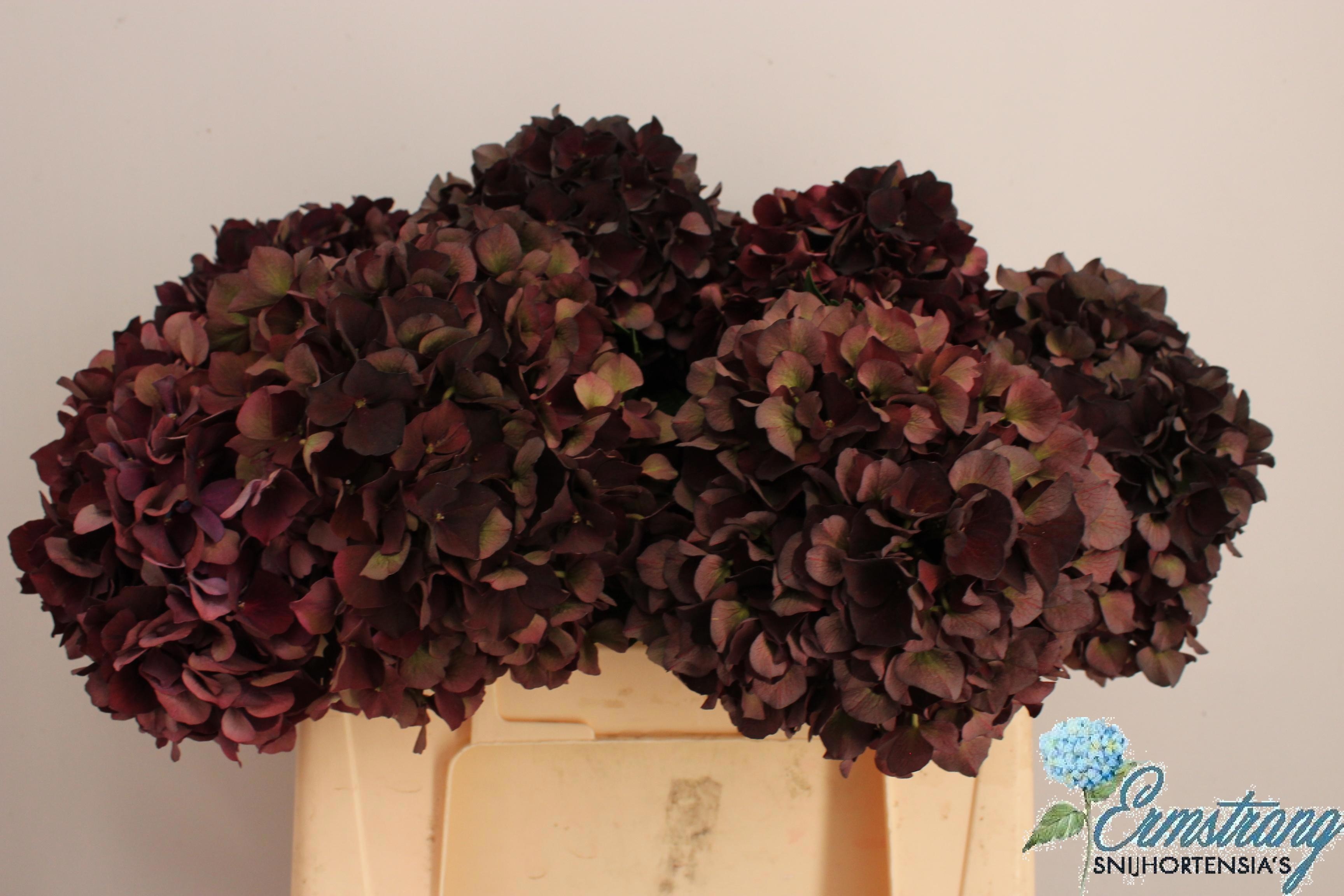 Hydrangea Dark Ruby Classic 40cm 14Ø