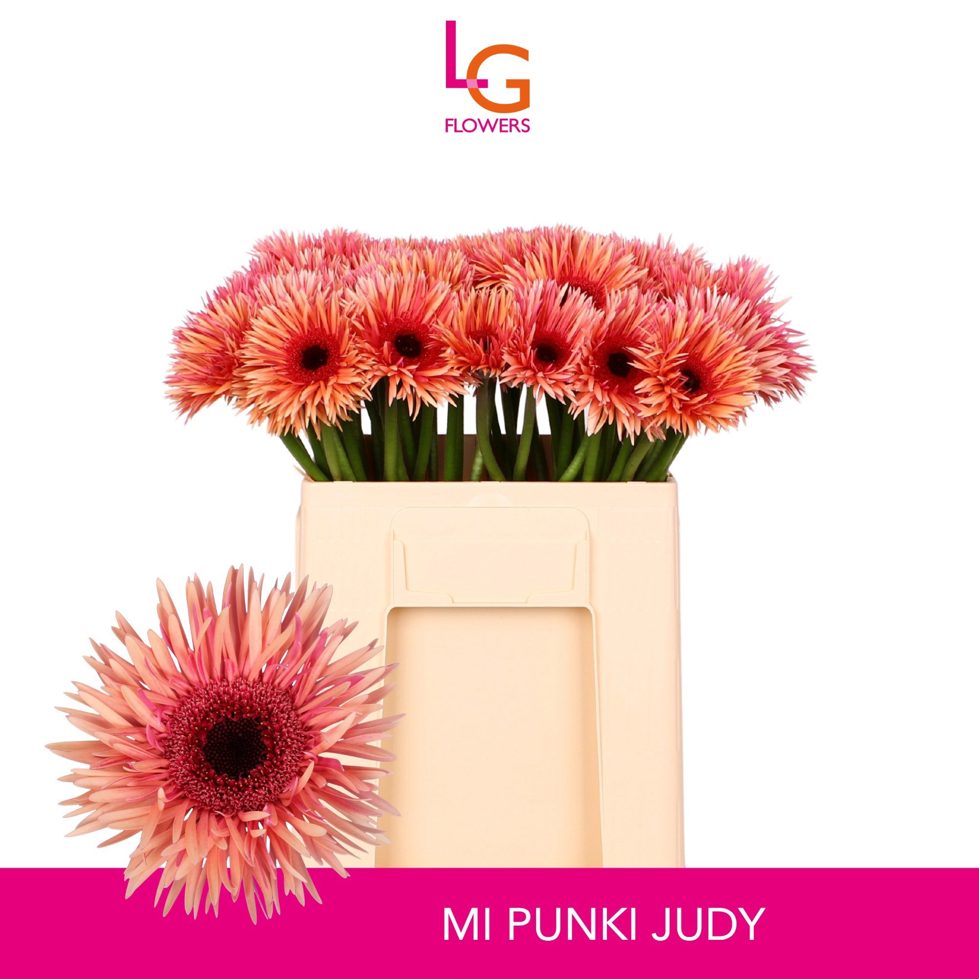Ge Ms Punki Judy