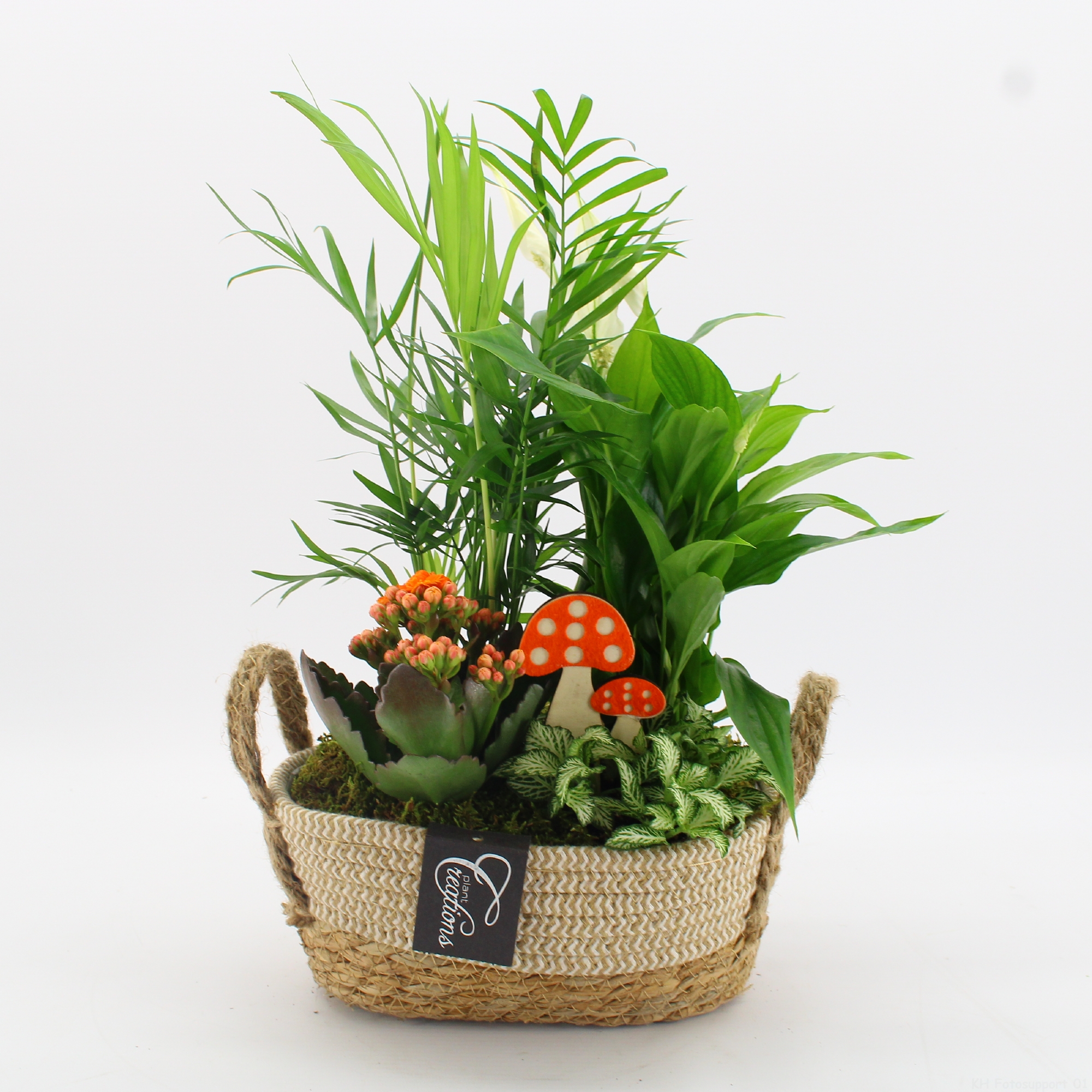 Picture of Arrangement indoor Autumn Fundamentals BHCR-2419 P24 35CM