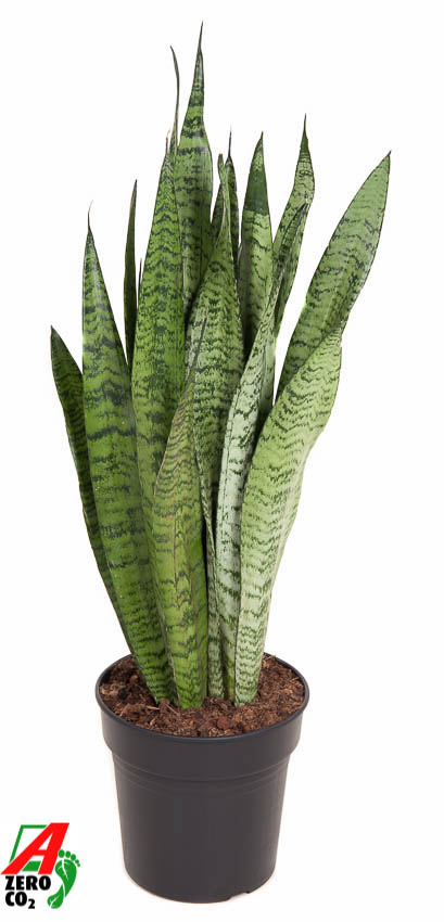 Picture of Sansevieria zeylanica P21 80CM