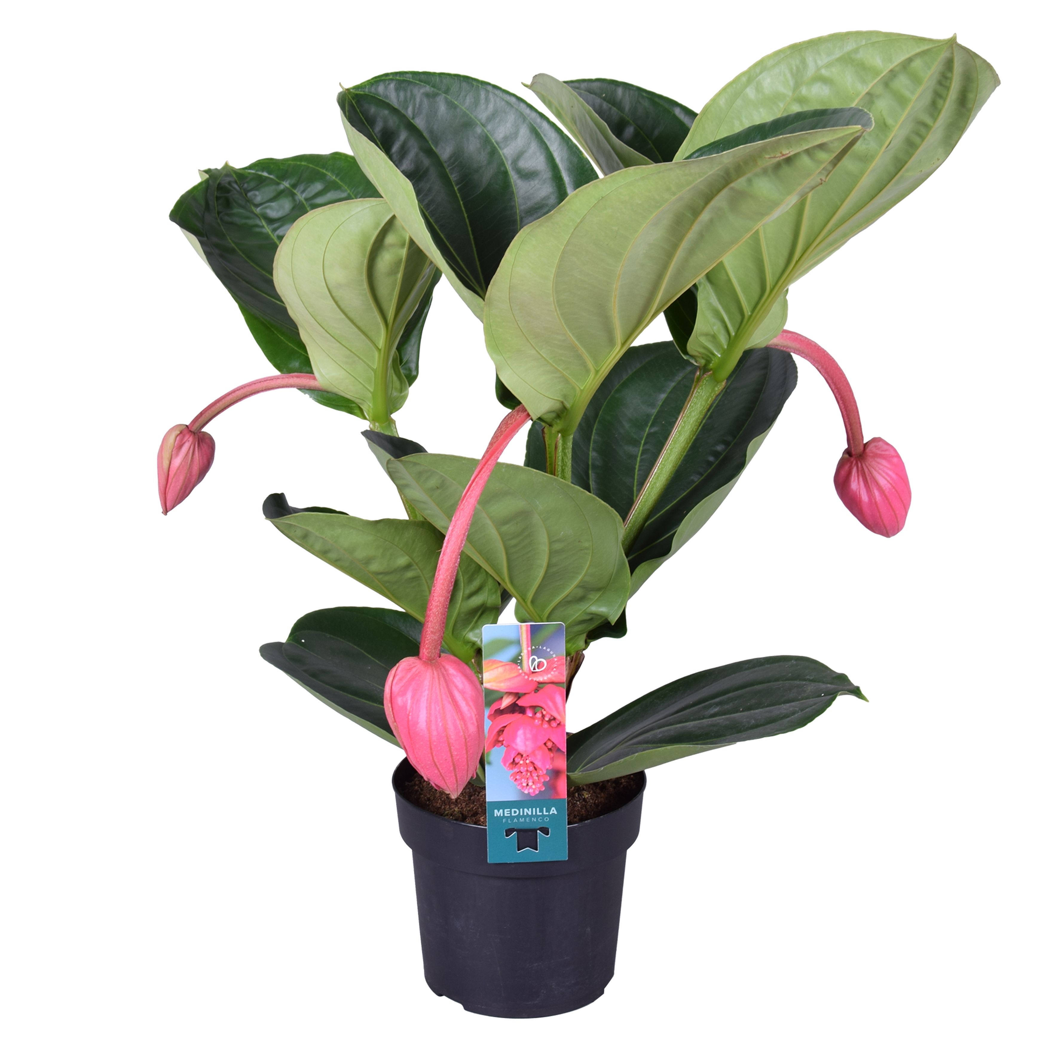 Medin Mag Flamenco 17Ø 55cm