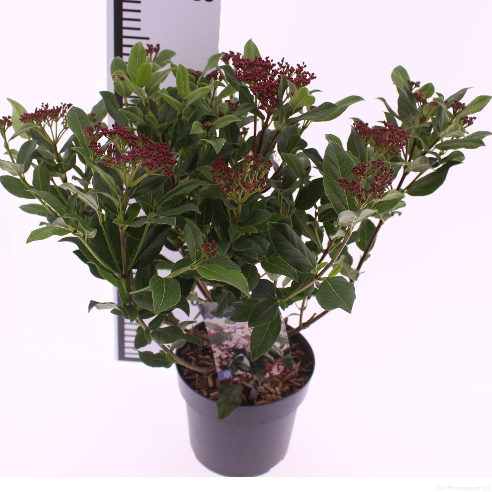 Picture of Viburnum tinus 'Gwenllian'