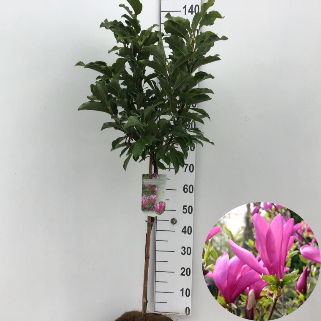 Picture of Magnolia Susan P26 (7.5 Ltr) 70/STD (LOOSE)