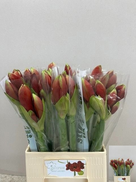 Hippeastrum Ferrari 2/4bl