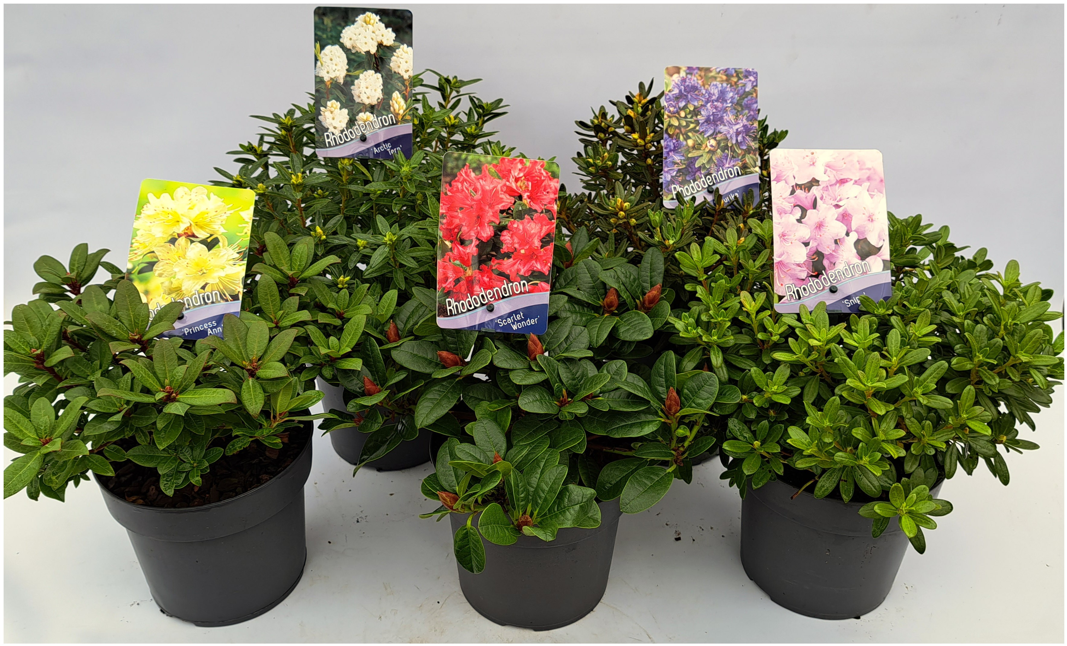 Picture of Rhododendron Dwarf in varieties P17 (2 Ltr)