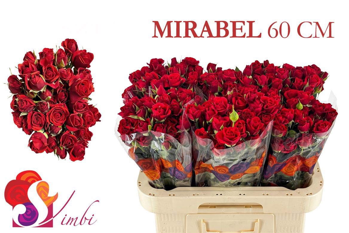 R Tr Mirabel
