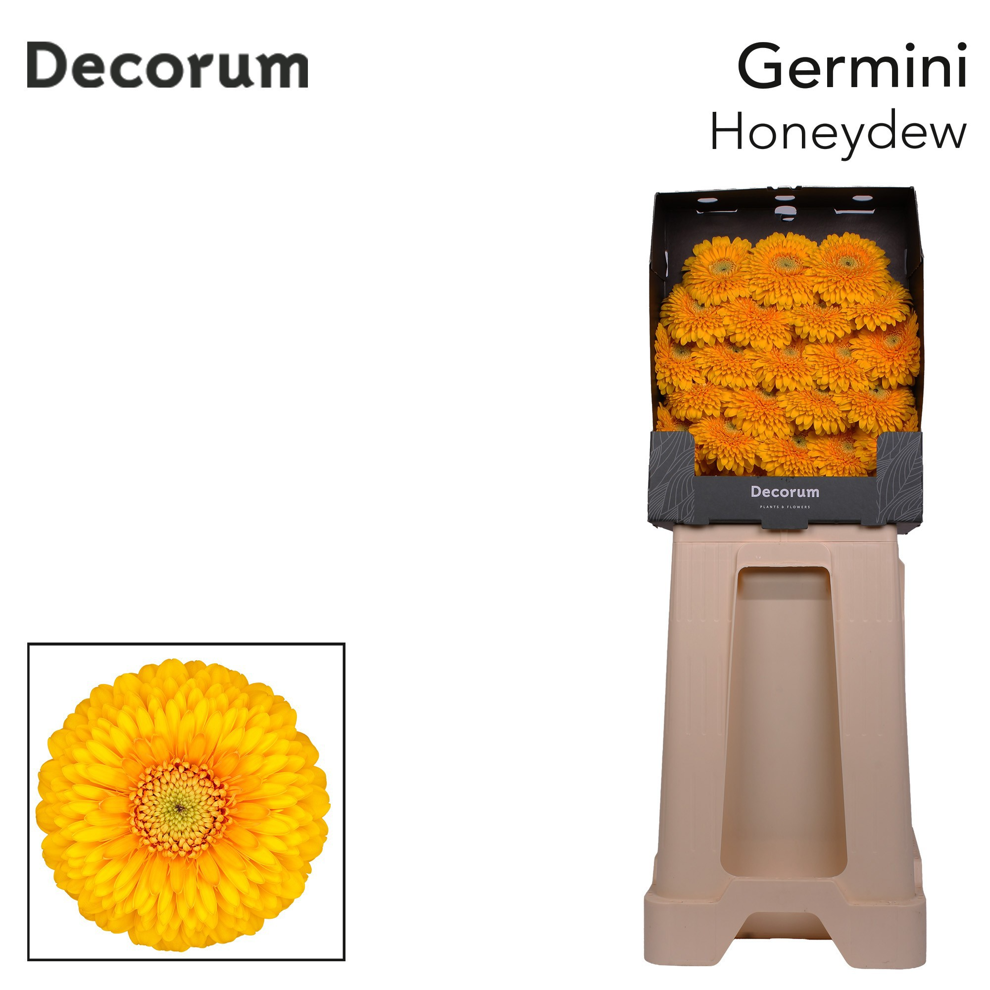 Ge Mb Pom Honeydew