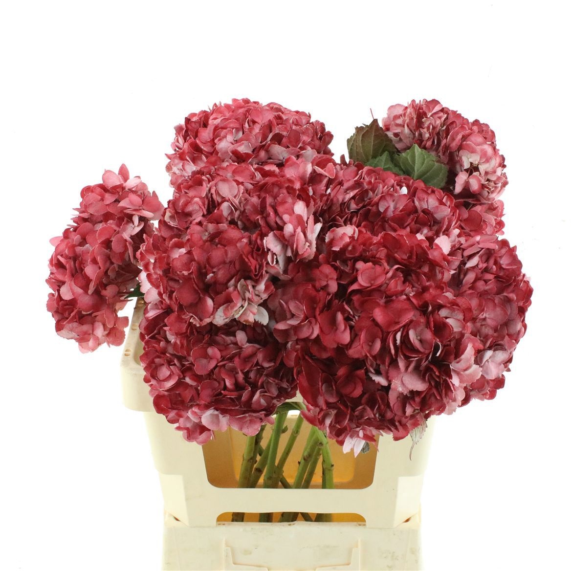 Hydrangea 60cm 19Ø