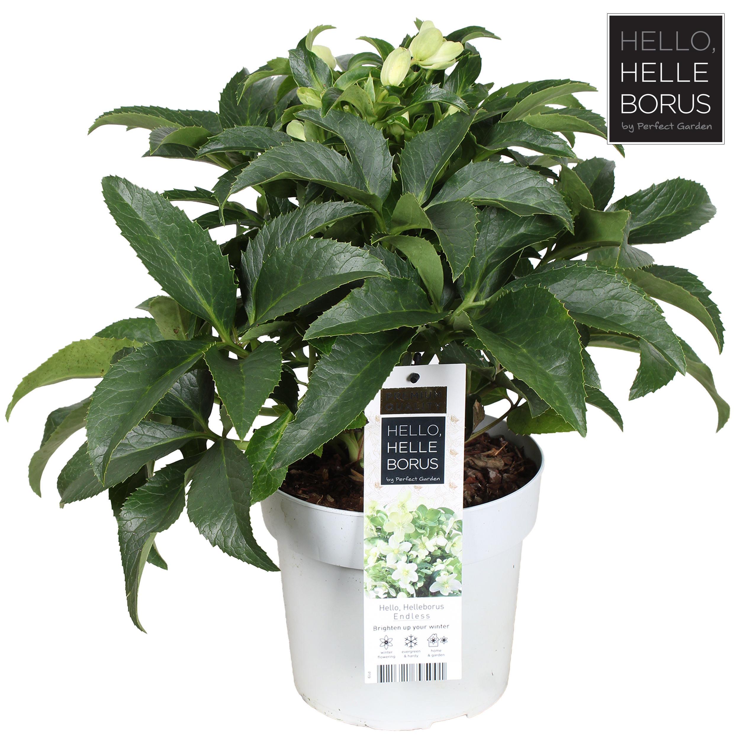 Helleborus Endless