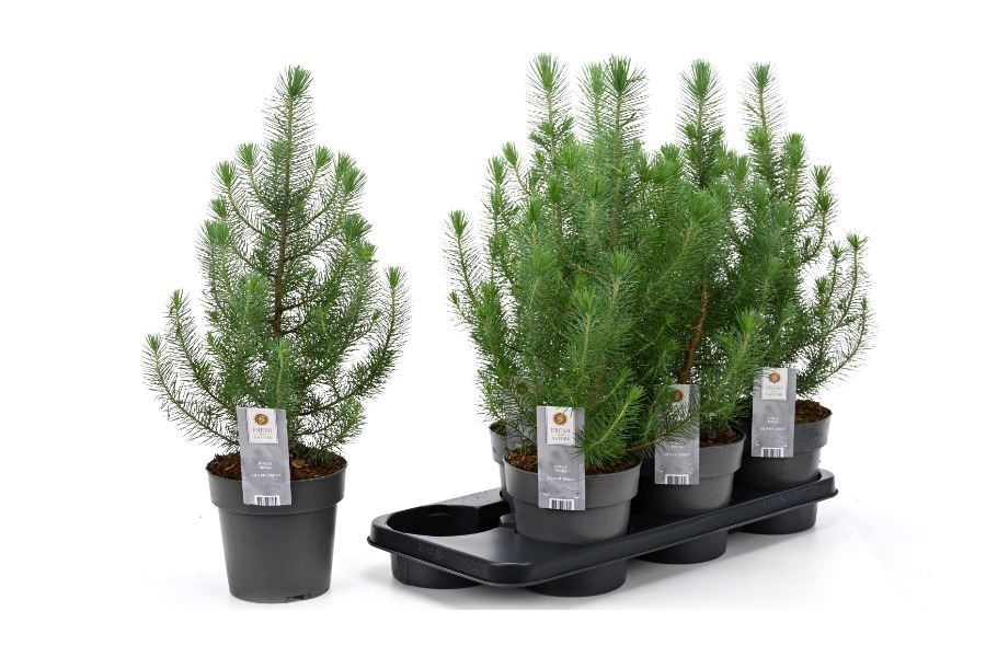 Pinus Silver Crest 15P 47H
