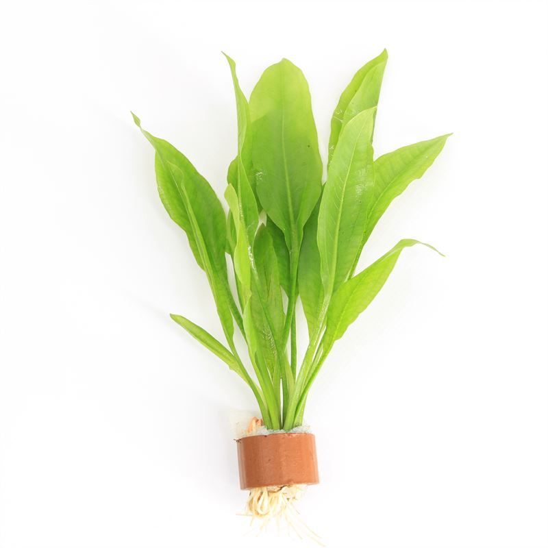 Echinodorus paniculatus ama tcr