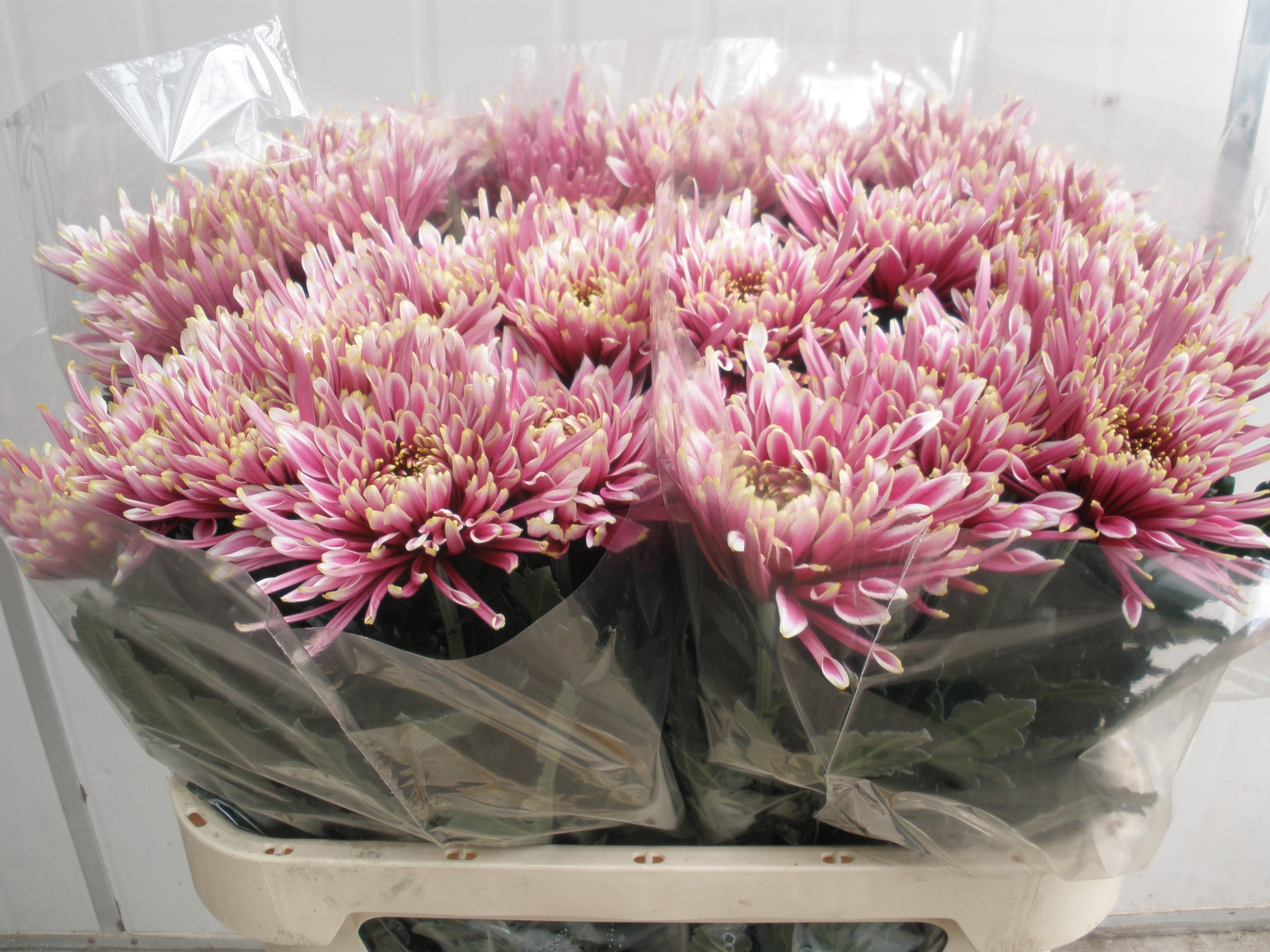 Chr G Tula Sharletta 80cm 90gram