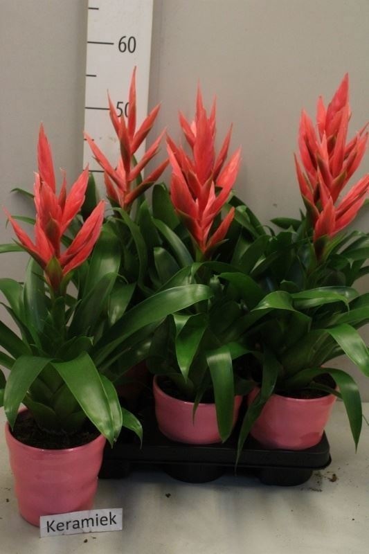 Bromelia Arrangem 6% 12Ø