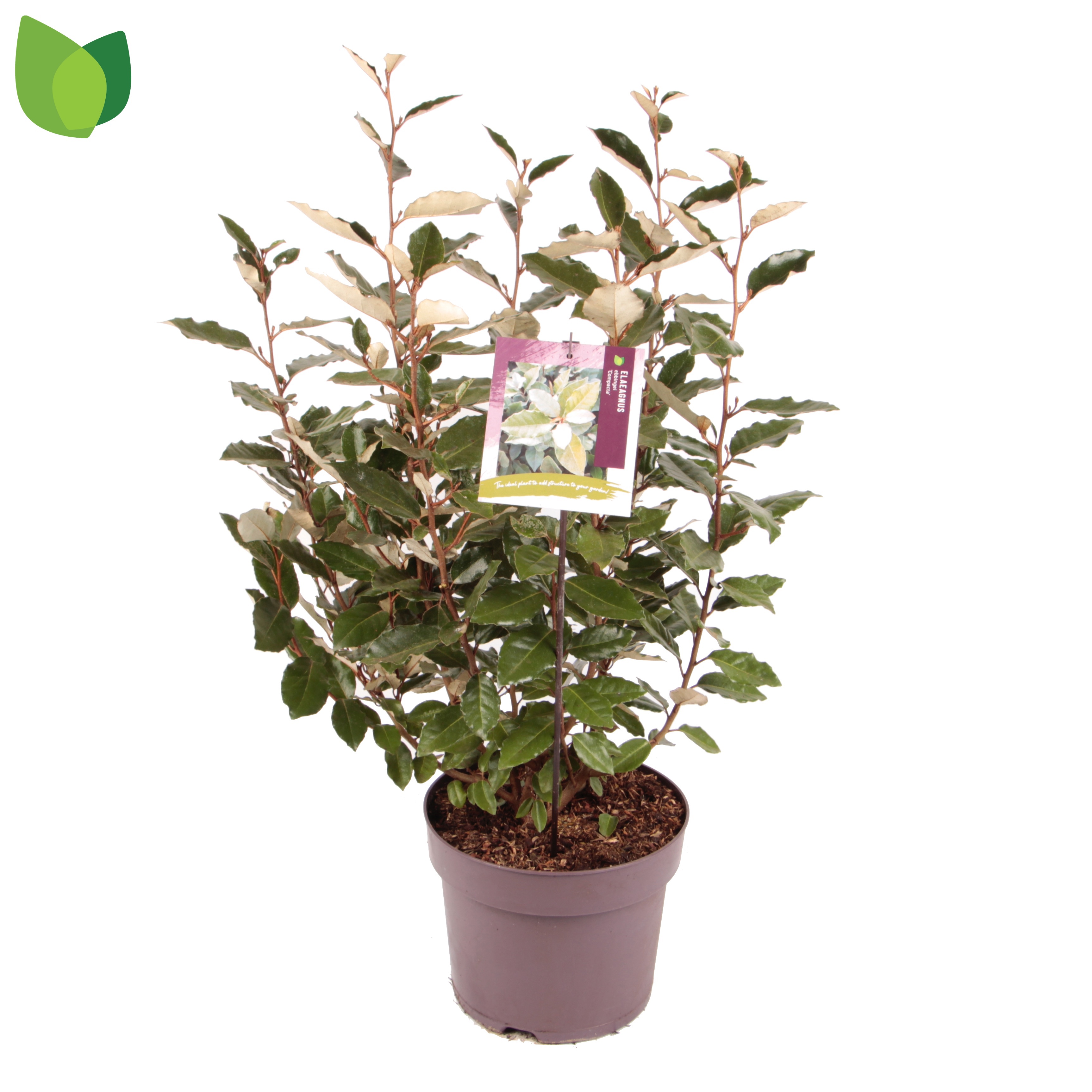 Elaeagnus ebbingei 'Compacta'