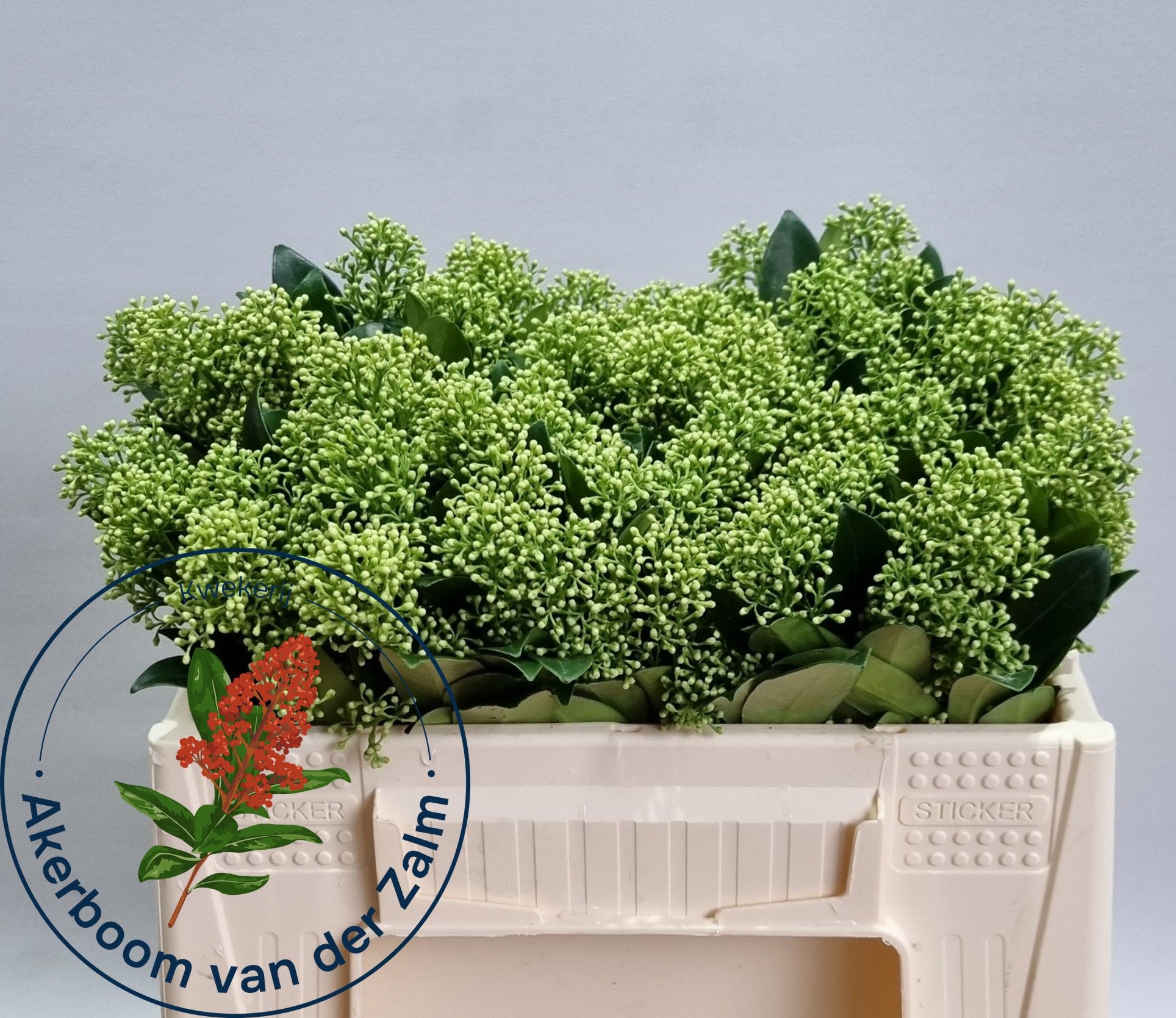 Skimmia Frank White 30cm