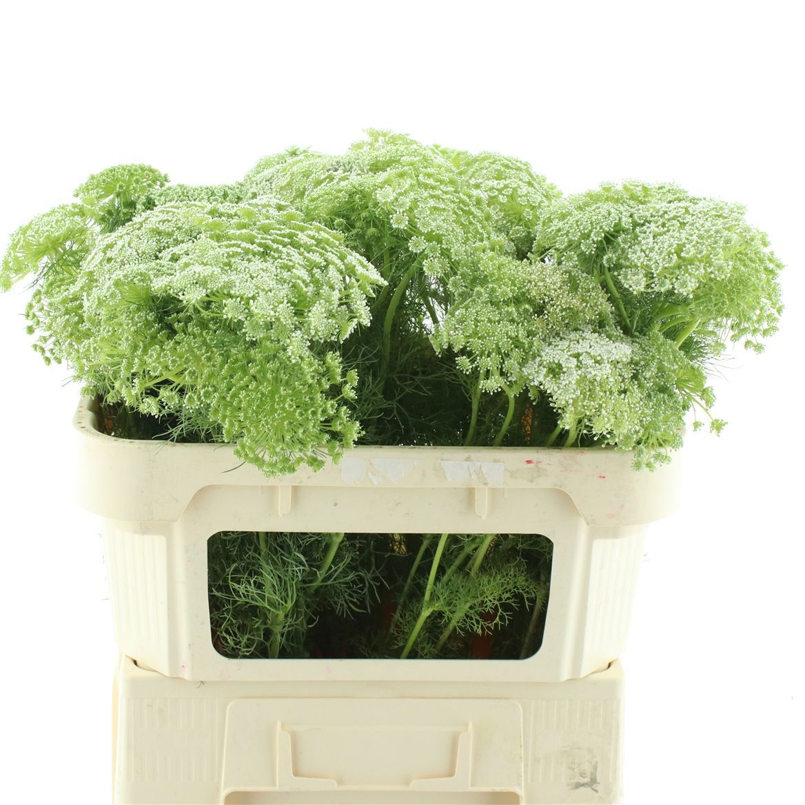 Ammi Majus Visnaga 80cm