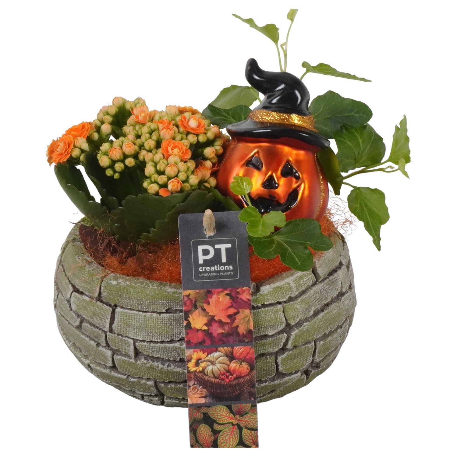 Picture of PTHL1916 Arrangement Halloween in concrete pot P15 17cm