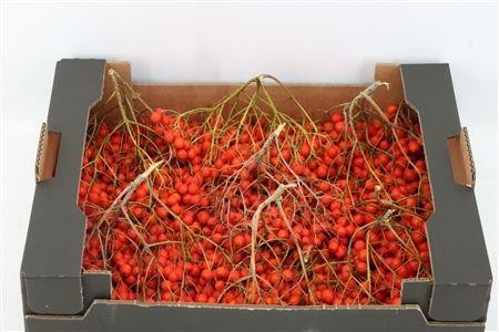 Ornamental Fruits Per Tray