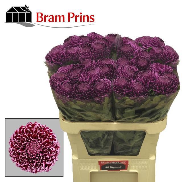 Chrys Single Bigoudi Purple 70cm 95gram