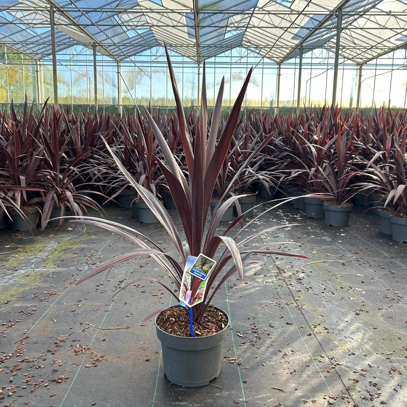 Picture of Cordyline obtecta Superstar ('Albatross'PBR)