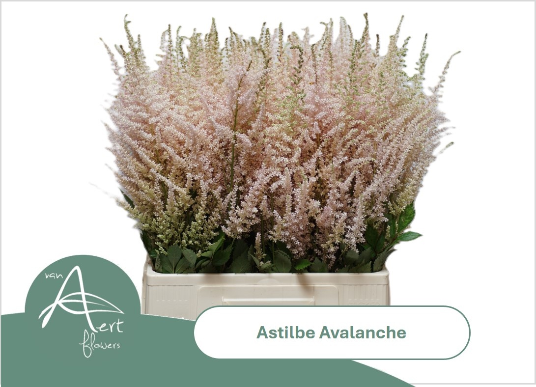 Astil Ja Avalanche