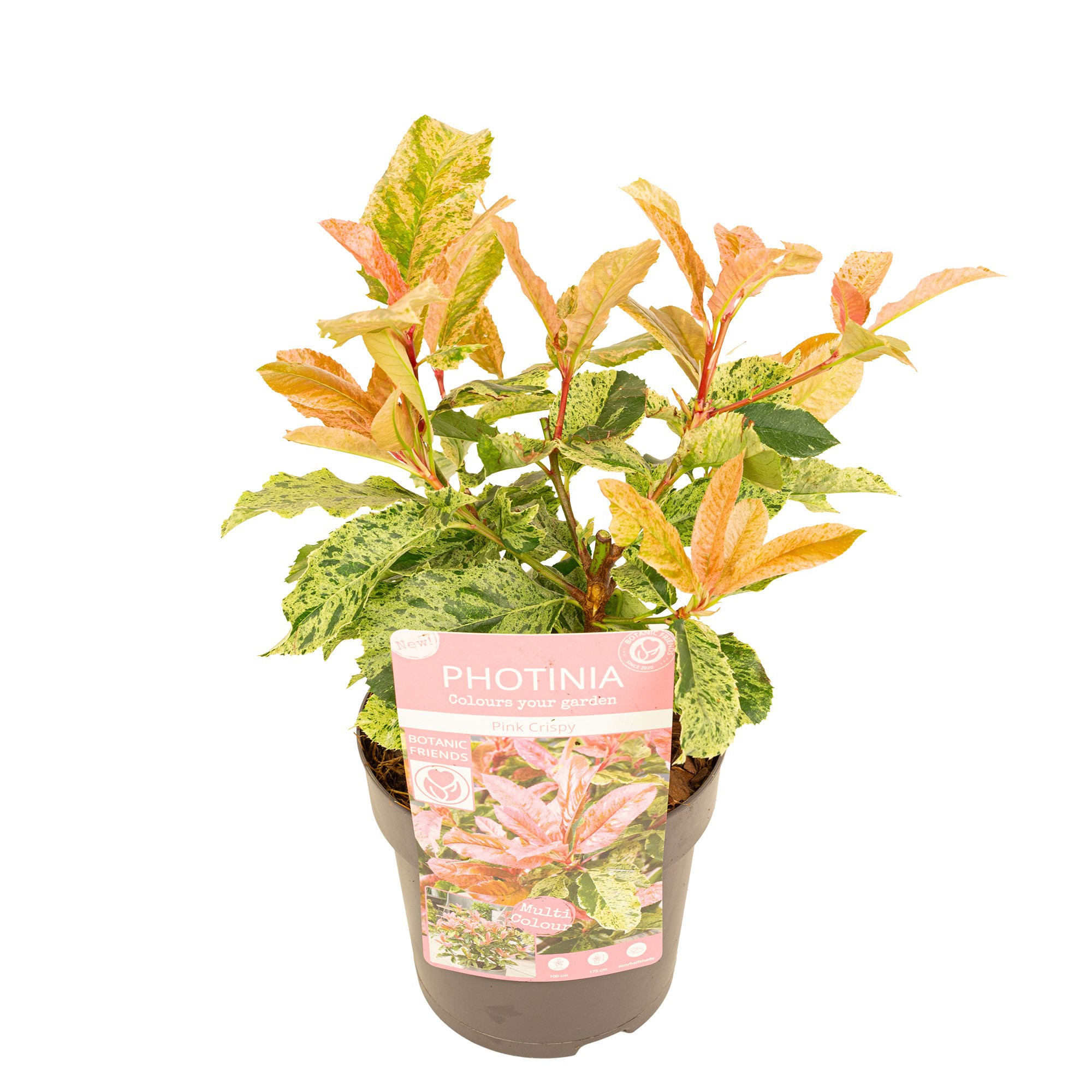 scandens micans philodendron Philodendron Scandens Micans - Rare Plant - Beautiful Plant main image 1