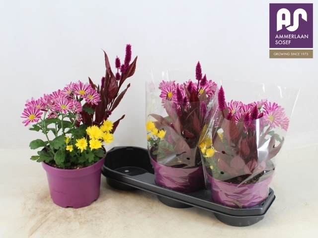 Perkpl Gem In Pot 19Ø 44cm