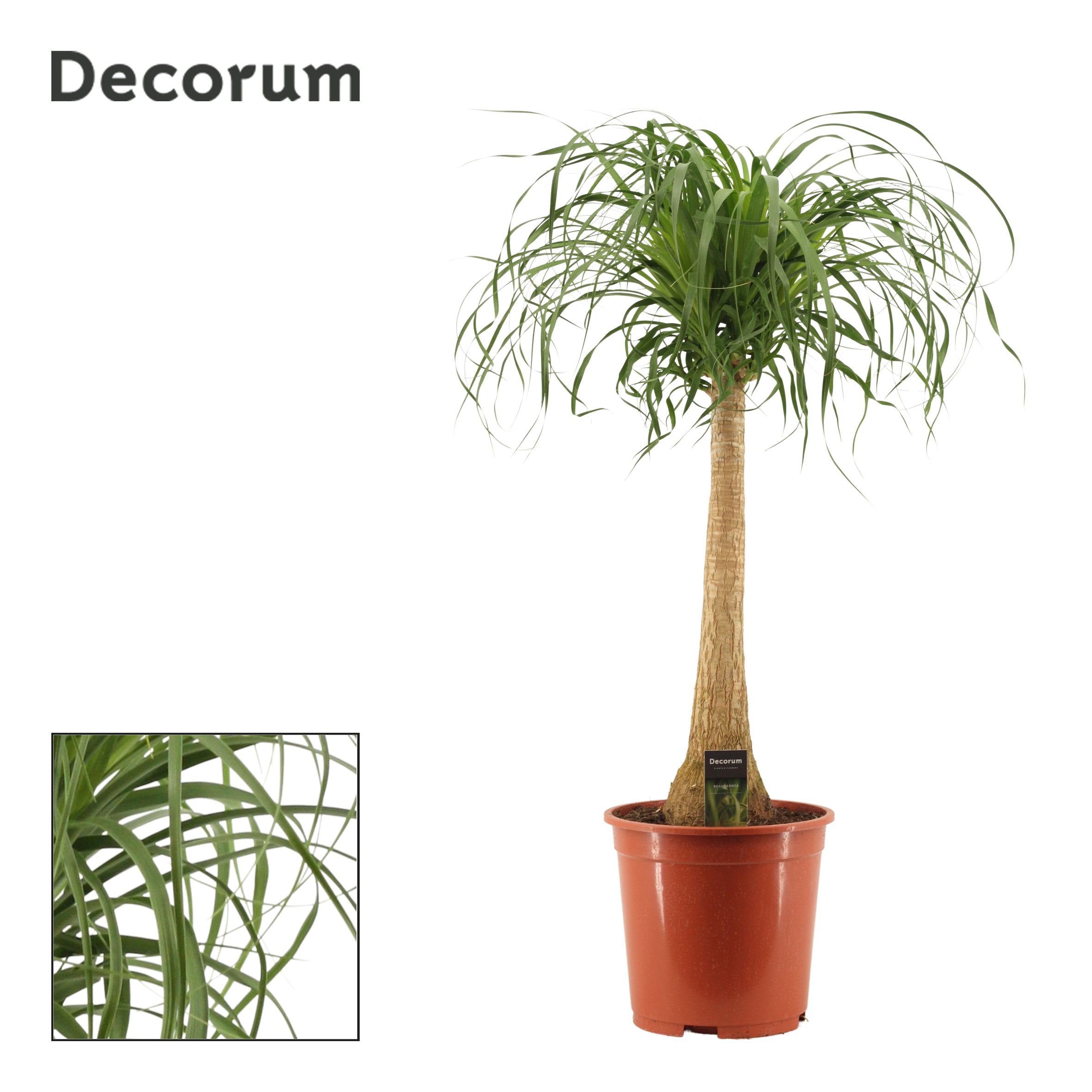Beaucarnea Recht (Decorum)