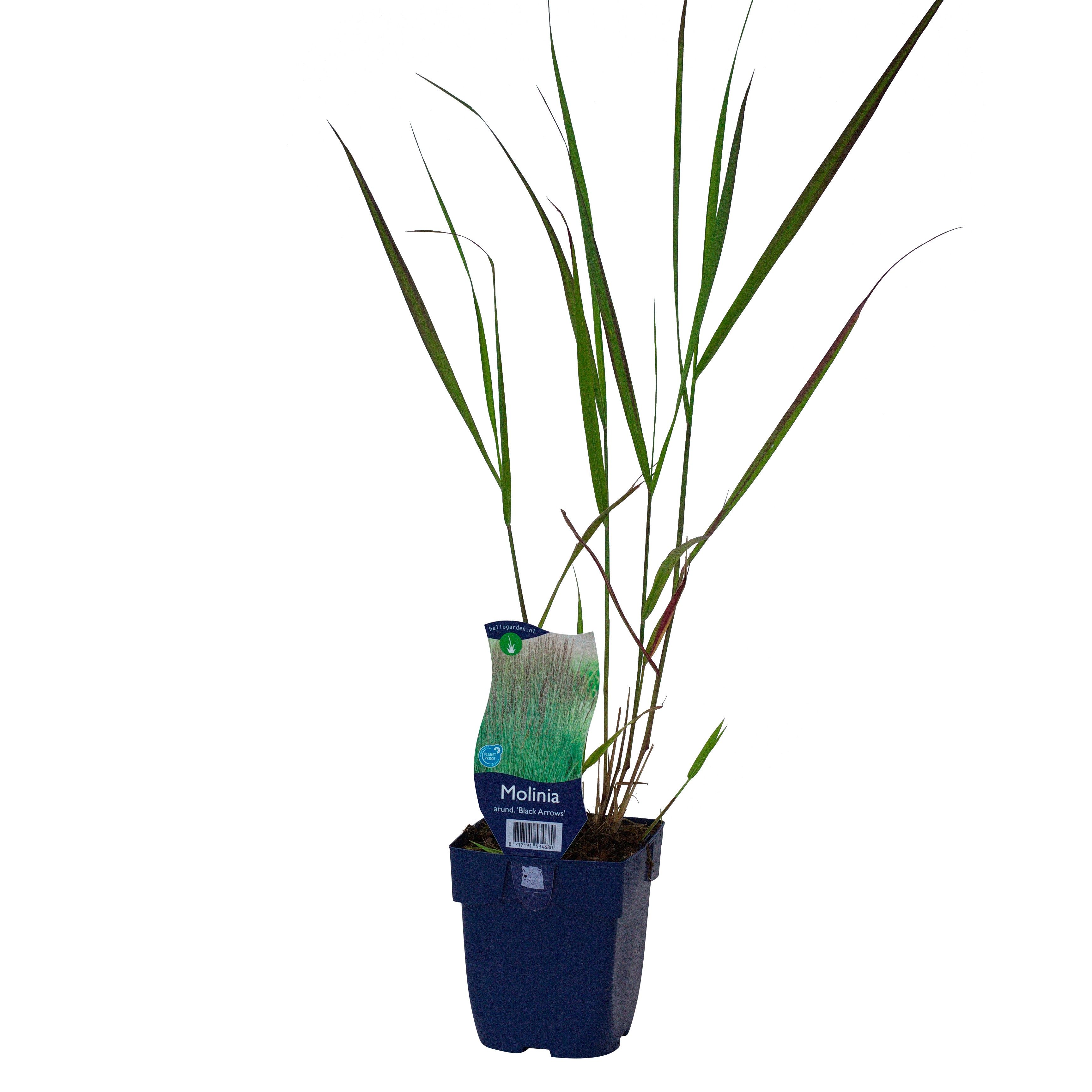 Molinia arund. 'Black Arrows'