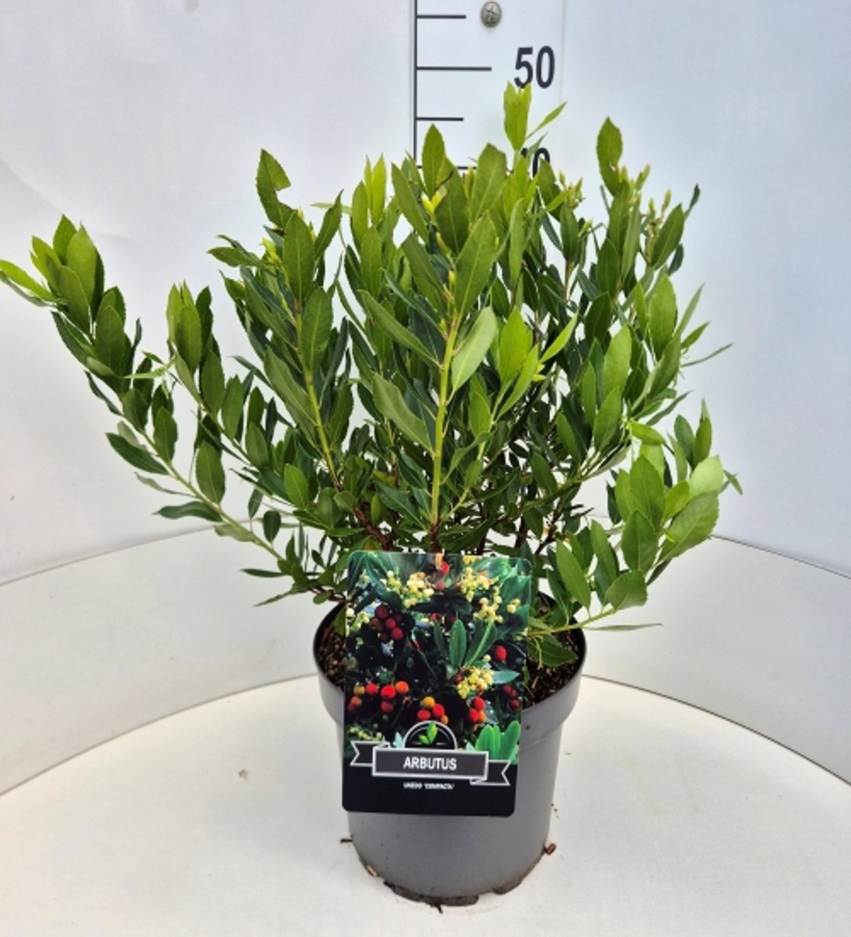 Arbutus unedo 'Compacta'