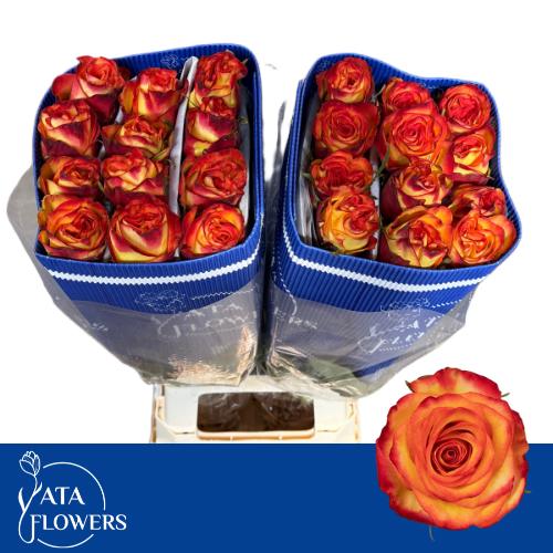 Rosa High & Yel Magi 60cm