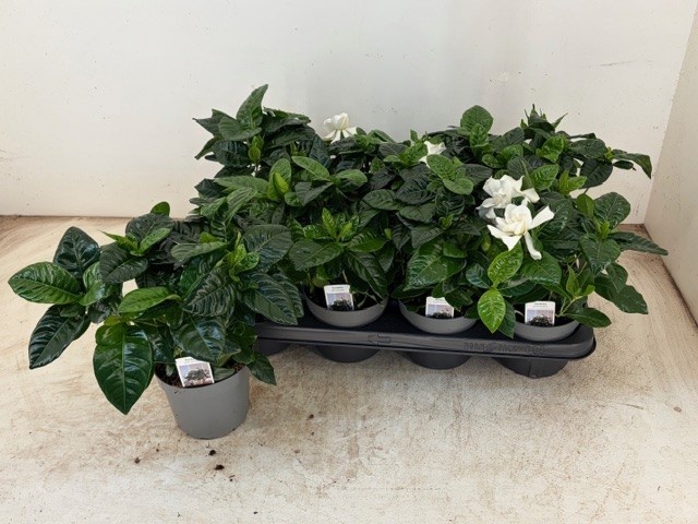 Gardenia 13Ø 22cm