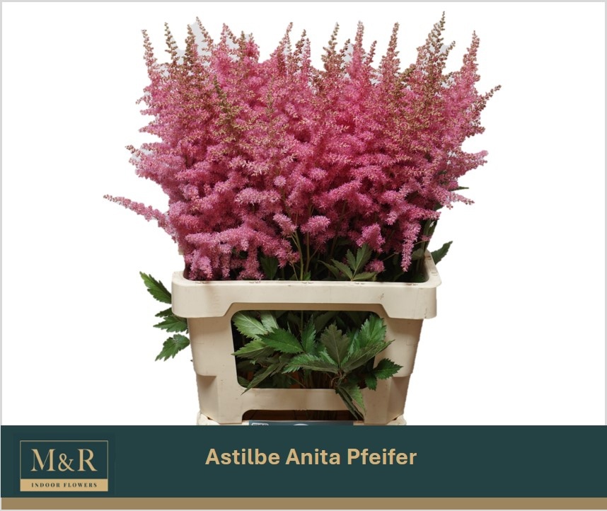 Astil Ar Anita Pfeif