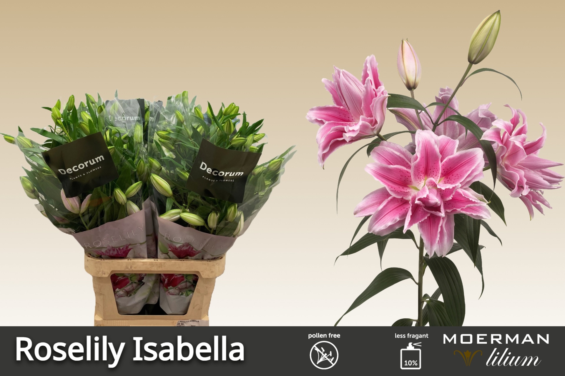 Li Or Du Rl Isabella