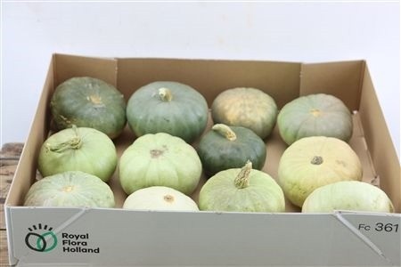 Cucurbita Jarrahdale